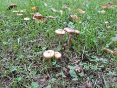 Опенок толстоногий