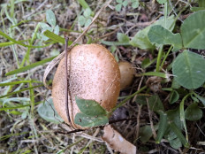 Опенок толстоногий