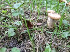 Опенок толстоногий