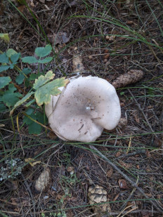 Говорушка дымчатая (Рядовка дымчатая)