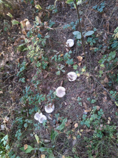 Говорушка дымчатая (Рядовка дымчатая)