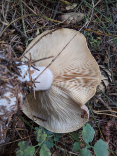 Говорушка дымчатая (Рядовка дымчатая)