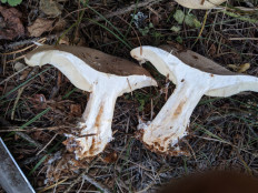 Говорушка дымчатая (Рядовка дымчатая)