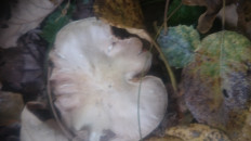 Гриб из Кинель, Самарской