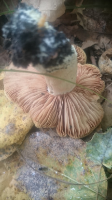 Гриб из Кинель, Самарской