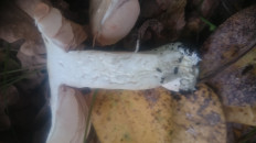 Гриб из Кинель, Самарской