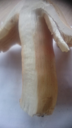 Гриб из Кинель, Самарской