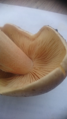 Гриб из Кинель, Самарской