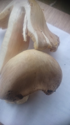 Гриб из Кинель, Самарской