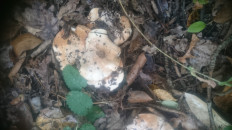 Гриб из Кинель, Самарской