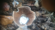 Гриб из Кинель, Самарской