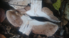 Гриб из Кинель, Самарской