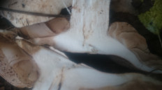 Гриб из Кинель, Самарской