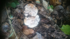 Гриб из Кинель, Самарской