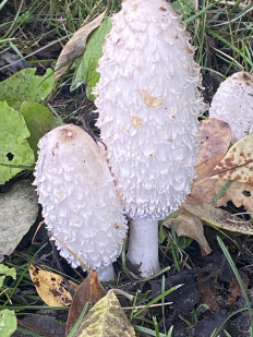 Навозник белый