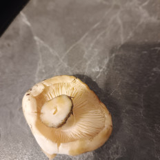 Гриб из Губкинский