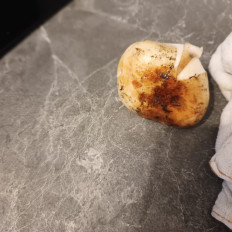 Гриб из Губкинский