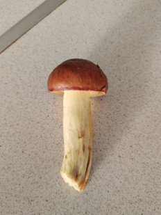 Гриб из Балашиха