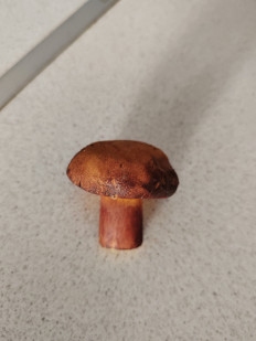 Гриб из Балашиха