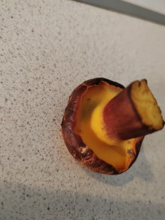 Гриб из Балашиха