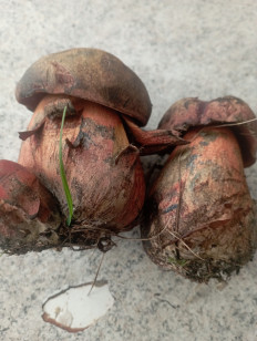 Гриб из Минск