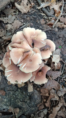 Опёнок кирпично-красный