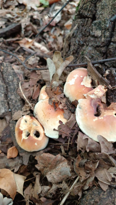 Опёнок кирпично-красный