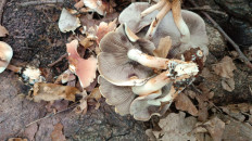 Опёнок кирпично-красный