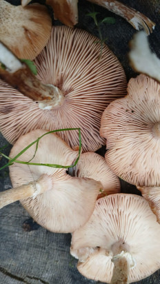 Гриб из санкт петербург