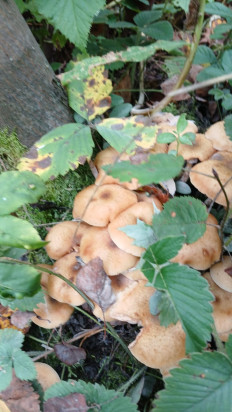 Гриб из санкт петербург