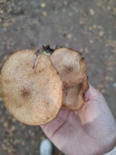 Гриб из Балашиха