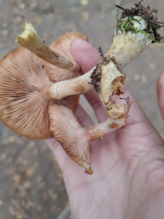 Гриб из Балашиха