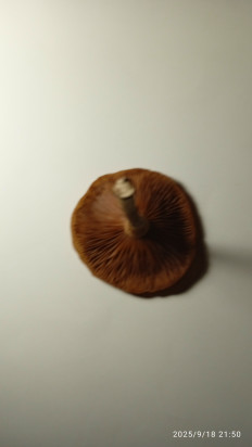 Гриб из Ревель