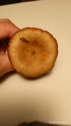 Гриб из Ревель