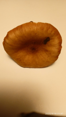 Гриб из Ревель