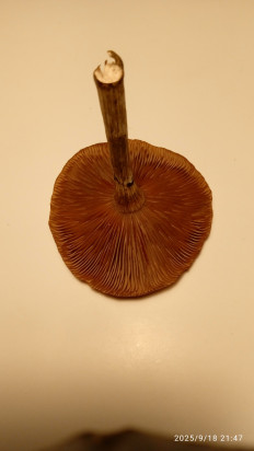 Гриб из Ревель