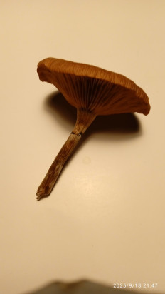 Гриб из Ревель