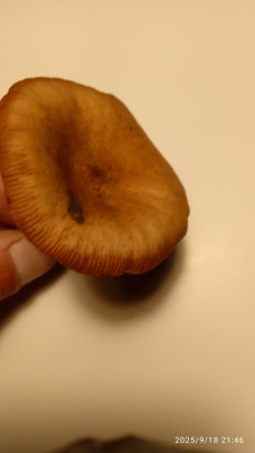 Гриб из Ревель