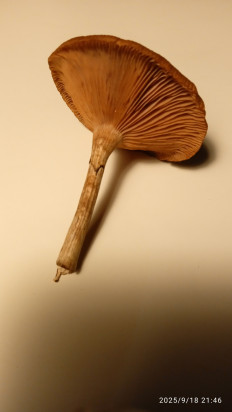 Гриб из Ревель