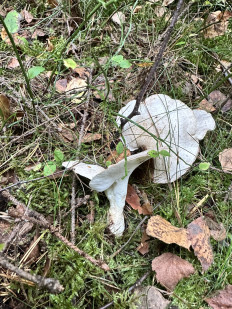 Гриб из Левашово