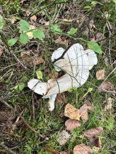 Гриб из Левашово