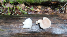 Вёшенка лёгочная