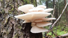 Вёшенка лёгочная