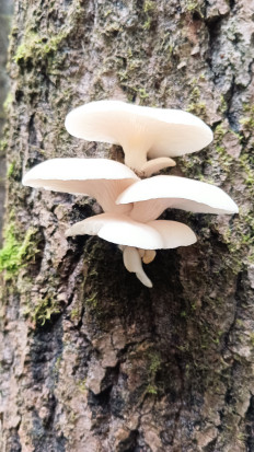 Вёшенка лёгочная