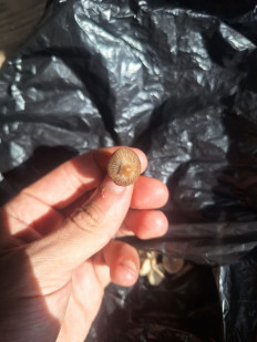 Гриб из Абаза