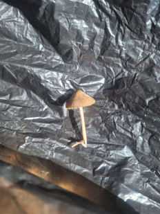 Гриб из Абаза