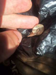 Гриб из Абаза