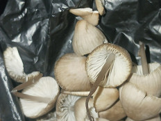 Гриб из Абаза