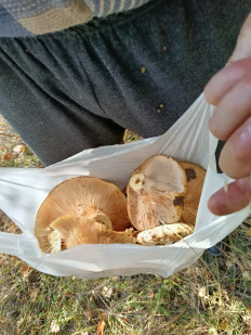 Гриб из Казань