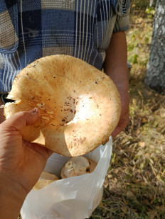 Гриб из Казань